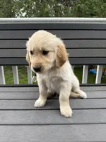 Mr Blue, a male Golden Retriever for sale in Traverse City, MI – 1 of 3