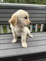 Mr Blue, a male Golden Retriever for sale in Traverse City, MI – 2 of 3
