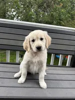 Peanut, a female Golden Retriever for sale in Traverse City, MI – 2 of 4