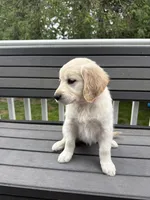 Peanut, a female Golden Retriever for sale in Traverse City, MI – 4 of 4