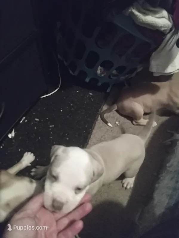 Shy – American Bully puppy for sale in Waterbury, CT