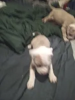 Shy, a female American Bully for sale in Waterbury, CT – 3 of 3