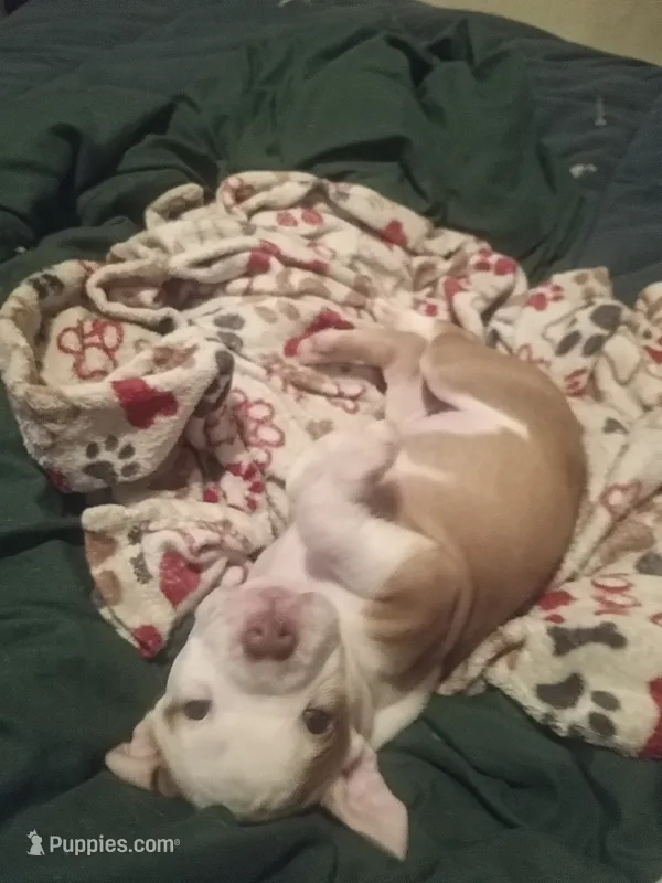 Chance – American Pit Bull Terrier puppy for sale in Waterbury, CT