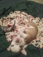 Tiny , a female American Bully for sale in Waterbury, CT – 2 of 2