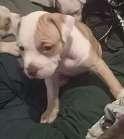Baby, a female American Bully for sale in Waterbury, CT – 2 of 4