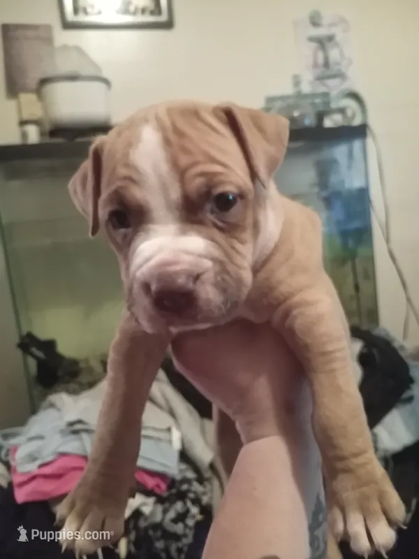 Max  – American Bully puppy for sale in Waterbury, CT