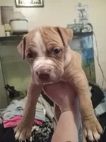 Max , a male American Bully for sale in Waterbury, CT – 1 of 1