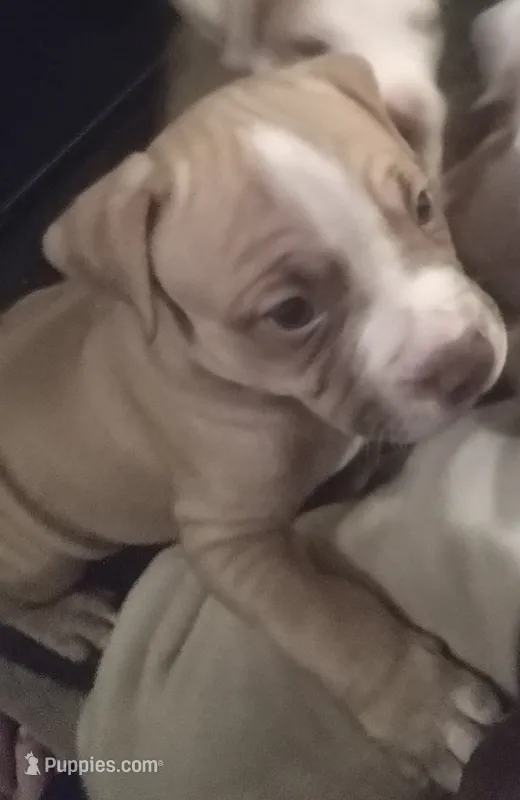 Chase – American Pit Bull Terrier puppy for sale in Waterbury, CT