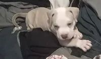 Shy, a female American Pit Bull Terrier for sale in Waterbury, CT – 1 of 4