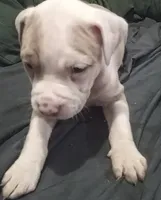 Nala, a male American Bully for sale in Waterbury, CT – 2 of 3