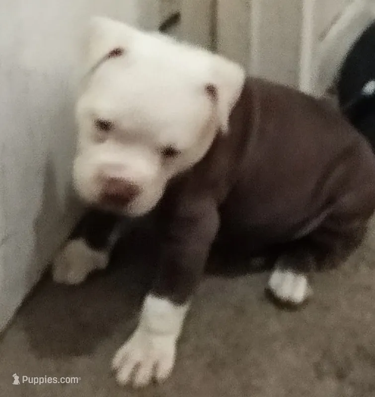 Champ  – American Bully puppy for sale in Waterbury, CT