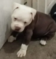 Champ , a male American Bully for sale in Waterbury, CT – 3 of 3