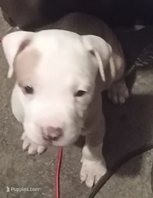 Nala – American Bully puppy for sale in Waterbury, CT
