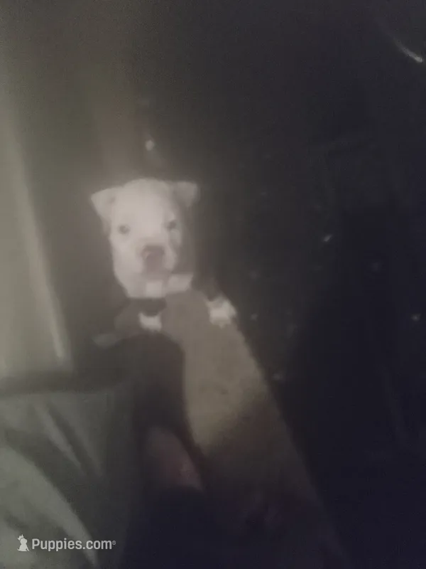 Kane – American Pit Bull Terrier puppy for sale in Waterbury, CT