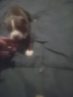 Lola, a female American Bully for sale in Waterbury, CT – 4 of 4