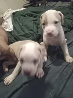 Nala, a male American Bully for sale in Waterbury, CT – 3 of 3