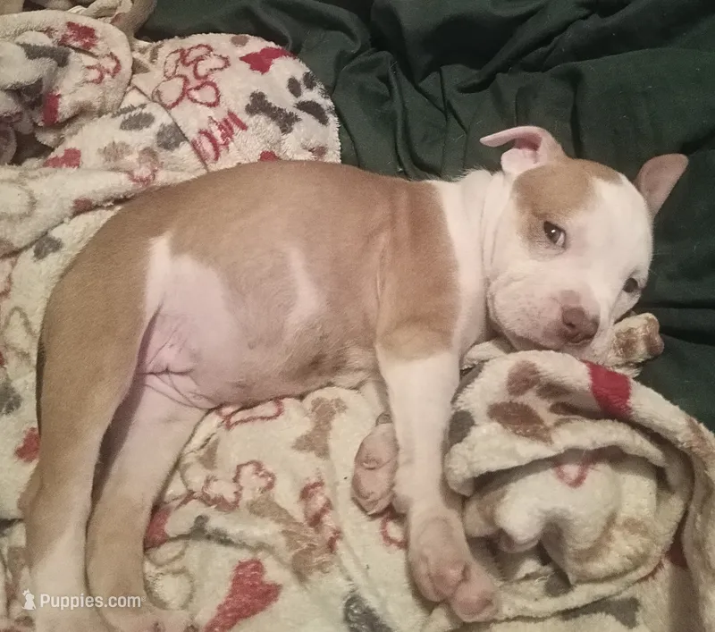 Tiny  – American Bully puppy for sale in Waterbury, CT