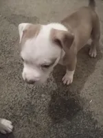 Tiny , a female American Bully for sale in Waterbury, CT – 1 of 2