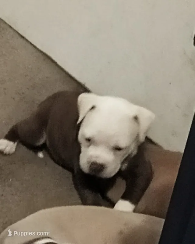Champ  – American Bully puppy for sale in Waterbury, CT