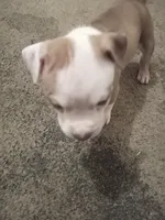 Mini  , a female American Bully for sale in Waterbury, CT – 4 of 4