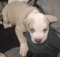 Shy, a female American Pit Bull Terrier for sale in Waterbury, CT – 4 of 4
