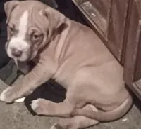 Chase, a male American Pit Bull Terrier for sale in Waterbury, CT – 4 of 4
