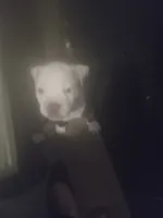 Kane, a male American Pit Bull Terrier for sale in Waterbury, CT – 2 of 9