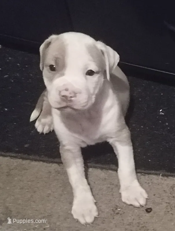 Nala – American Bully puppy for sale in Waterbury, CT