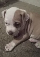 Baby, a female American Bully for sale in Waterbury, CT – 3 of 4