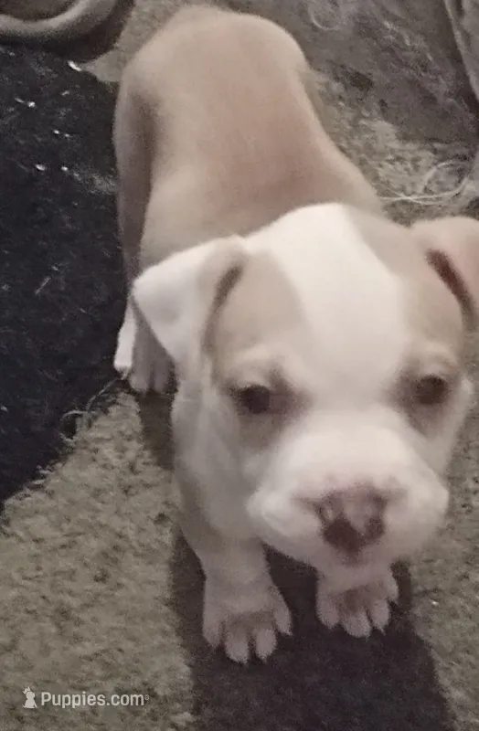 Mini   – American Bully puppy for sale in Waterbury, CT