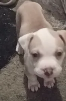 Mini  , a female American Bully for sale in Waterbury, CT – 1 of 4