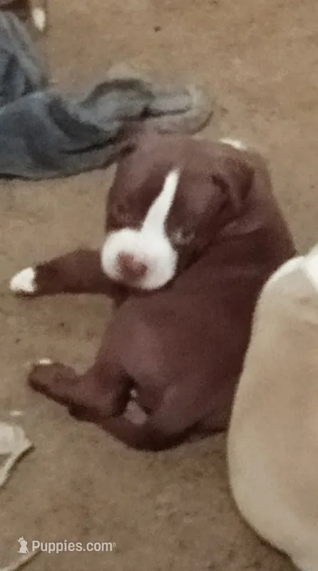 Lola – American Bully puppy for sale in Waterbury, CT