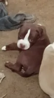 Lola, a female American Bully for sale in Waterbury, CT – 1 of 4