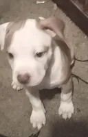 Bella , a female American Pit Bull Terrier for sale in Waterbury, CT – 3 of 4