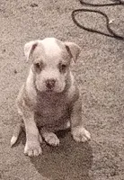Mini  , a female American Bully for sale in Waterbury, CT – 2 of 4
