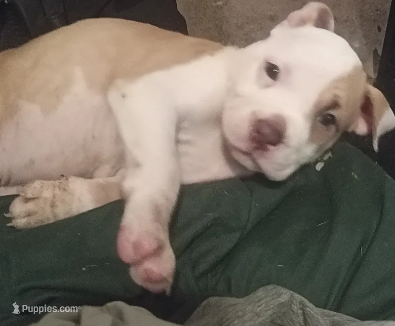 Baby – American Bully puppy for sale in Waterbury, CT