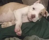 Baby, a female American Bully for sale in Waterbury, CT – 1 of 4