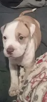 Baby, a female American Bully for sale in Waterbury, CT – 4 of 4