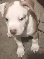 Bella , a female American Pit Bull Terrier for sale in Waterbury, CT – 2 of 4