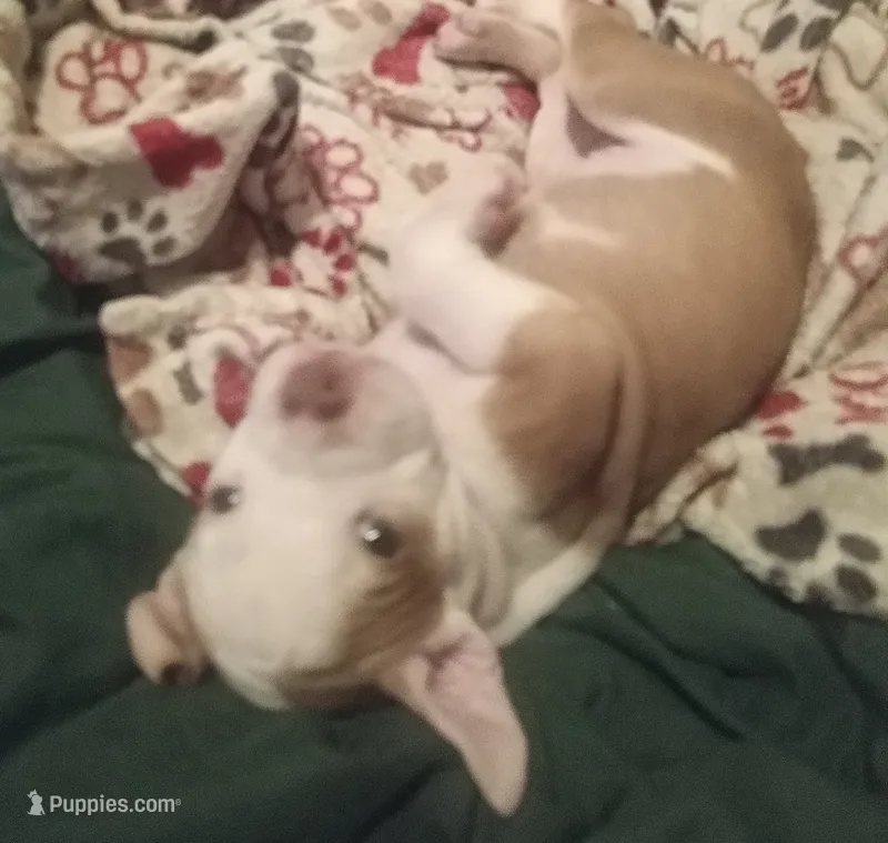 Bella  – American Pit Bull Terrier puppy for sale in Waterbury, CT