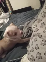 Tiny , a female American Bully for sale in Waterbury, CT – 2 of 2