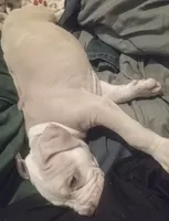 Shy, a female American Pit Bull Terrier for sale in Waterbury, CT – 2 of 4