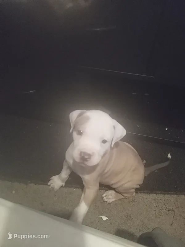 Chance – American Pit Bull Terrier puppy for sale in Waterbury, CT