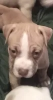 Chase, a male American Pit Bull Terrier for sale in Waterbury, CT – 2 of 4