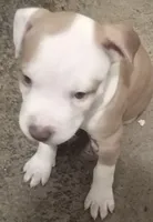 Bella , a female American Pit Bull Terrier for sale in Waterbury, CT – 4 of 4