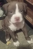 Lola, a female American Pit Bull Terrier for sale in Waterbury, CT – 2 of 5