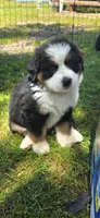 Female 1 (purple), a female Bernese Mountain Dog for sale in Anderson, CA – 7 of 10