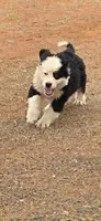 Badger, a male Bernese Mountain Dog for sale in Anderson, CA – 6 of 6
