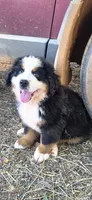 Yoda, a male Bernese Mountain Dog for sale in Anderson, CA – 2 of 9
