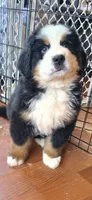 Yoda, a male Bernese Mountain Dog for sale in Anderson, CA – 7 of 9